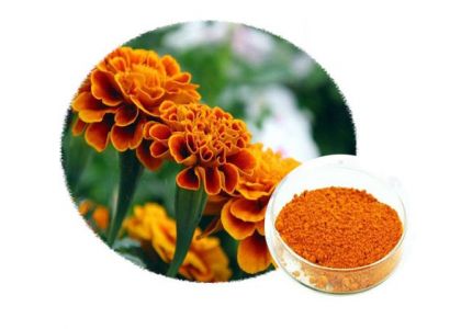 Discover the Golden Benefits of Marigold (Tagetes)