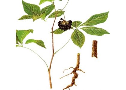 Embrace the Vitality of Eleuthero (Ciwujia)