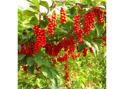 Discover the Harmony of Schisandra (Wu Wei Zi)