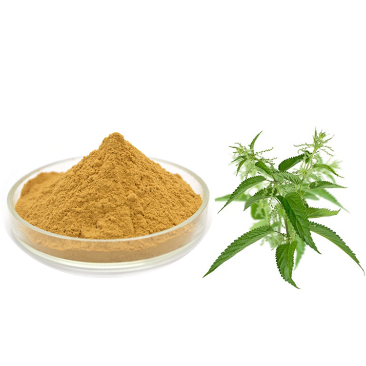 Nettle Leaf Extract Powder